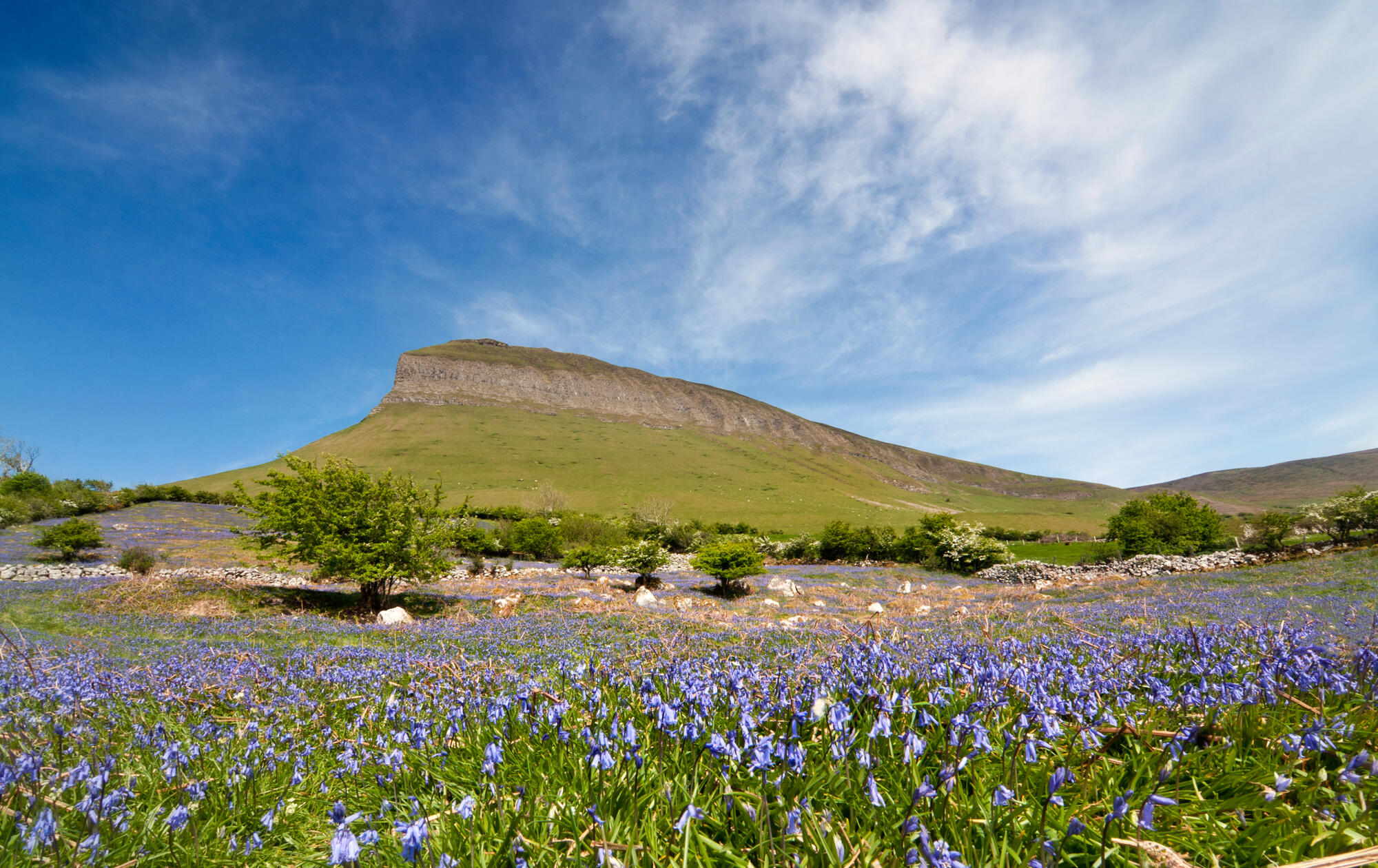 A field of bluebells in flower backed by Ben Bulben Mountain, County Sligo.